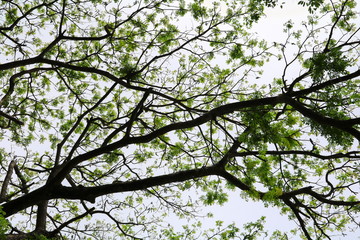shadow branch and leaf of tree beautiful in the forest background bottom view. concept world environment day (Stop destroy the forest)