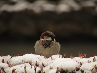 Sparrow in the cold spring