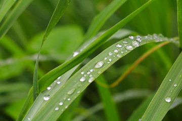 water drop on the green grass beautiful background select focus with shallow depth of field.