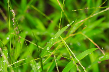 water drop on the green grass beautiful background select focus with shallow depth of field.