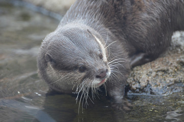 Otter At the Edge of the Water Dipping His Whiskers in the Water