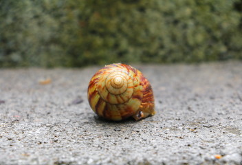 closeup snail on the concrete floor background
