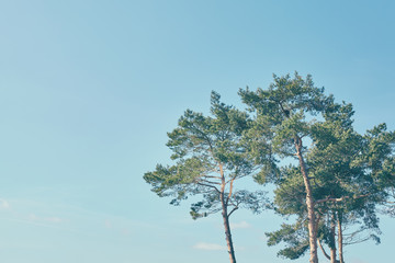 Color toned picture of pine trees with blue sky in background, copy space.