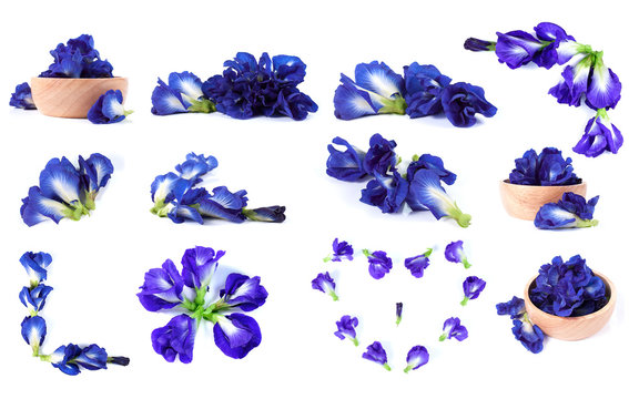 Fototapeta Blue pea butterfly pea close up background
