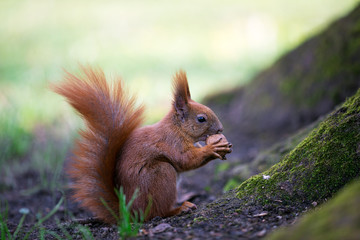 Naklejka na ściany i meble Squirrel nut the eater. Small depth of field