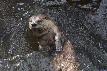 River Otter Rolling On to His Back in the River