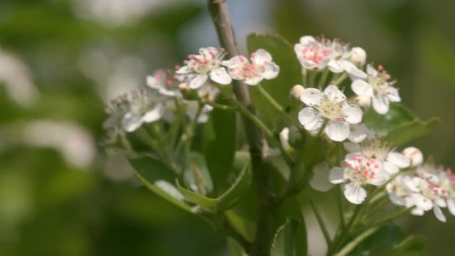 Blossom of Aronia melanocarpa branches in fruit orchard