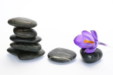 Empty white background with cairn zen stones and purple crocus flower