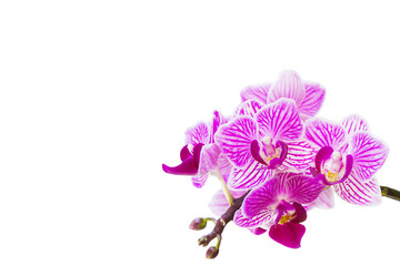 Orchid branch isolated on white background