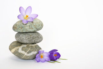 Empty white background with cairn zen stones and purple crocus flower