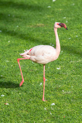 Pink flamingo