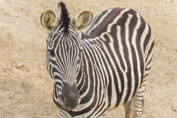 Fototapeta na wymiar Zebra Chapman, Equus Burchelli Chapmani