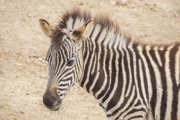 Fototapeta na wymiar Young Zebra Chapman, Equus Burchelli Chapmani