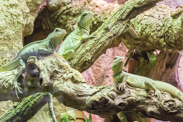 Three asian water dragon staying still in branches