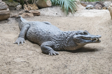 Yacare Caiman staying still on the sand