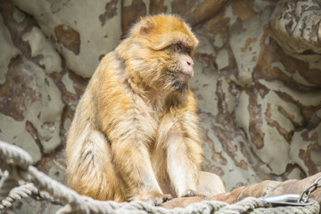  Barbary macaque staying calm and looking closely at something