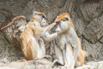 Two patas monkey, One grooming the other