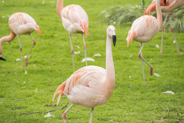 Group of flamingos in a prairie, Phoenicopterus chilensis