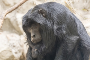 Black howler monkey watching something very carefully