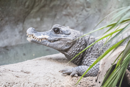 Dwarf Crocodile staying calm