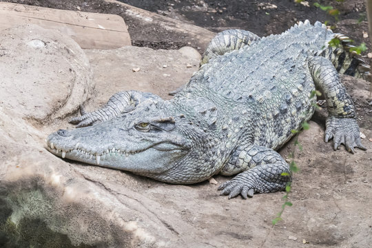 Siamese crocodile resting quietly near the water