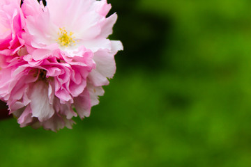 Obraz premium sakura blossom