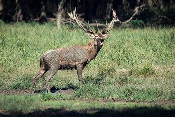 Red deer roaring 
