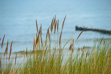 Dune grass in front of blurred eastern sea of Germany - obrazy, fototapety, plakaty