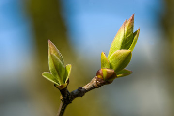 Fototapeta na wymiar New leafs of syringe growing in spring's sun