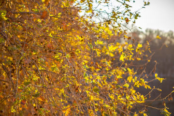 Autumn sunny landscape