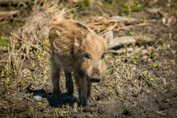 Junge Wildschweine Frischlinge auf Entdeckungstour