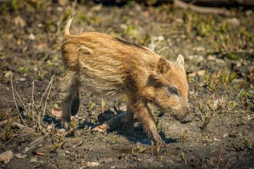 Fototapeta premium Junge Wildschweine Frischlinge auf Entdeckungstour