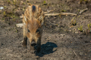 Junge Wildschweine Frischlinge auf Entdeckungstour