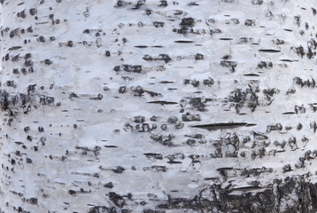 birch