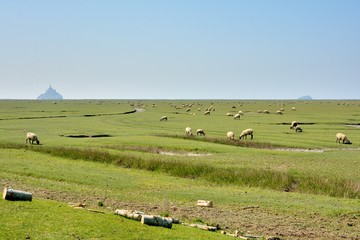 Les moutons des prés salés dans la baie du Mont-Saint-Michel