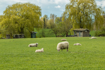 Schafweide