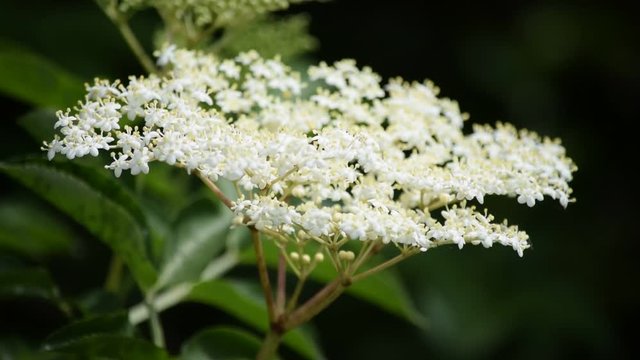 Sambucus nigra Bez Holunder Sambuco Bazga Бузина Elder Fiore Elderberry Sa&uacute;co Flower Կտտկենի Flor סמבוק 덧나무 خمان 接骨木属 Seljat Fl&auml;dersl&auml;ktet Sureau Hyld Yllir Soc M&uuml;rver آقطی ニワトコ属 Bodza Vlier geslacht 