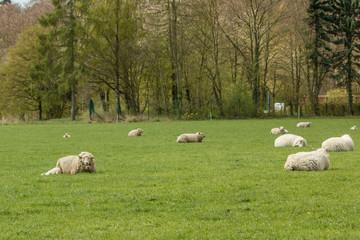 Schafherde auf der Weide