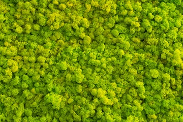 Mooshintergrund aus Rentierflechte Cladonia rangiferina, moosige Textur Frühlingsgrün. © madaland