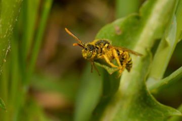Französische Feldwespe