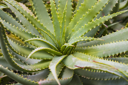 Aloe vera plants, tropical green plants tolerate hot weather. aloe