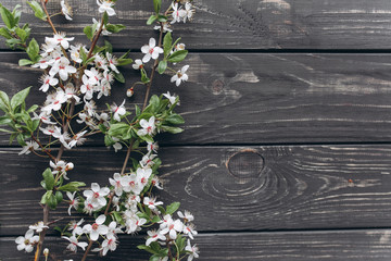 spring flower on wooden background.mothers day.space for your text
