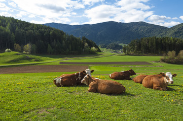 Lovely brown and white cows resting in a beautiful spring green meadow in the alps at Lorenzo di Sebato, Trentino, Italy