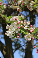 Das Blumenparadies Keukenhof in den Niederlanden.