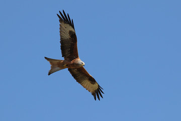 Red Kite, Milvus Milvus; in flight against clear blue skies 