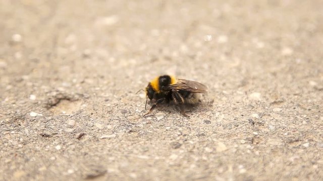 Infected bumble bee dying at the road because of pollution of the environment