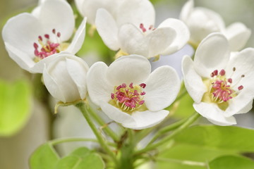 Fototapeta premium Birnbaum Blüten auf einer Streuobstwiese. 