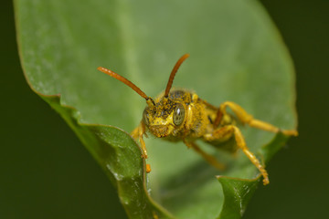 Französische Feldwespe