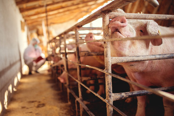 Pig vet checking pigs for diseases. Veterinarian at pig farm.