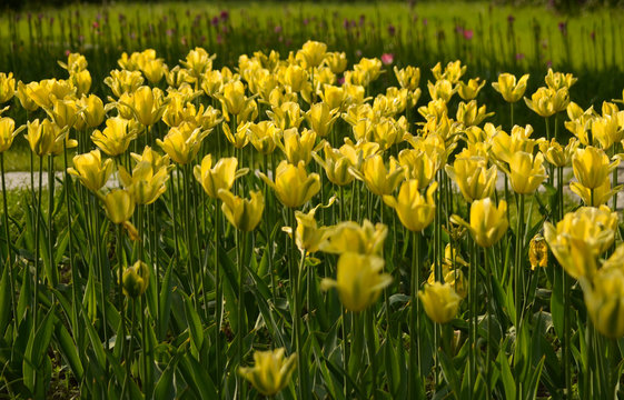 Close up flowers background. Amazing view of colorful yellow tulip flowering in the garden and green grass landscape at sunny summer or spring day.